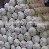 New Garlic Crop--Spice Vegetable thumbnail-1