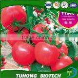 2016 Newest Crop High Yield Hybrid F1 High Virus Resistance Indeterminate Tomato Seeds From China For Sale thumbnail-2