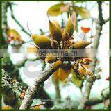 Madhuca Indica Oil thumbnail-1