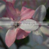 Dry Flower Artificial Flowers Plastic Primroses thumbnail-2