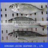 Frozen Horse Mackerel thumbnail-1