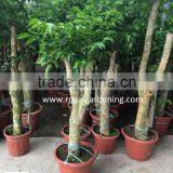 Heteropanax Fragrans High 1-2m thumbnail-3