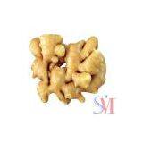 Fresh Ginger thumbnail-1