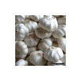 White Garlic