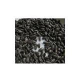 Oil Sunflower Seed 562