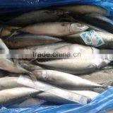 Frozen Fish (pacific Mackerel 200-300g) thumbnail-1