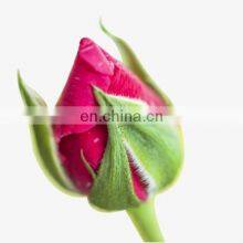 ROSE BUDS/DRIED ROSE BUD TEA FROM VIETNAM thumbnail-4
