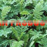 Tansy Essential Oil