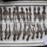 Clean Long-legged Octopus thumbnail-1