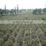 Chinese Dried Wolfberry ,2015 Ningxia thumbnail-2