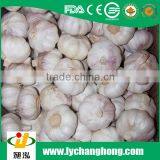 Best quality normal white white garlic