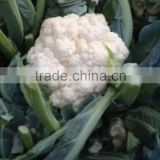 IQF Frozen Cauliflower Florets