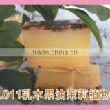 Natural Shea Butter Oil Moisturizing Vegetation Soap Bar thumbnail-1