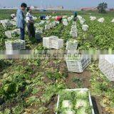 Ball Lettuce Fresh Lettuce thumbnail-6