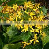 Senecio Tamioides New Yellow Senecio