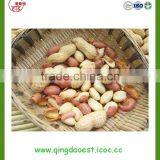 Red Skin Pure Good Quality Peanut Kernel With High Quality thumbnail-6