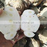 Zhangzhou Narcissus Tazetta Bulbs Daffodil Flower Bulb thumbnail-3