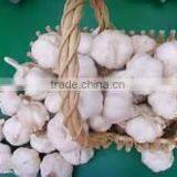 Bulk Spices of Chines Garlic
