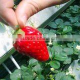 Hydroponic System Strawberry Food Grade