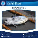 New Arrival Sea Frozen Fresh Skipjack Tuna Whole Round