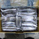 New Catching Frozen Pacific Saury 60-80 4# Size Hot Sale thumbnail-1