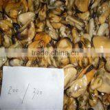 Frozen Cooked and Live Mussels thumbnail-1