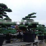 a Heart Feels Relaxed and Professional Garden Decor Japanese BONSAI at Custom Tailoring thumbnail-1