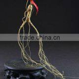Wild Gensing, Natural Wild Gensing, Panax Gensing,jilin Gensing