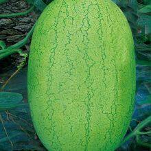 SHUANGXING f1 Big Hybrid Watermelon Seeds Outdoor Grown thumbnail-2