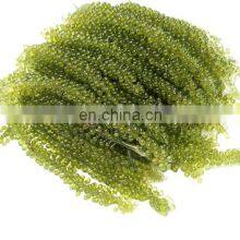 Sea Grapes High Quality Origin Vietnam/Dehydrated Sea Grapes thumbnail-1