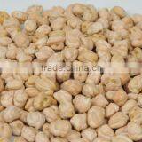 Chick Pea thumbnail-1