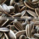 New Crop High Quality Chinese Sunflower Seed 5009/3638/0409/363 on Promotion for Europ thumbnail-2