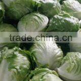 Fresh Lettuce for Sale Good Quality thumbnail-2