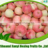 New Crop Red Gala Apple/Chinese Apple Gala From China
