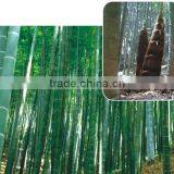 2016 Newest High Germination Rate Moso Bamboo Seeds For Sale