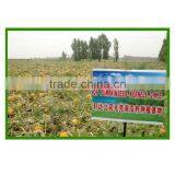 Wholesale Chinese Organic Pumpkin Seeds Without Shell Grade AAA thumbnail-6