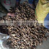 RAPHIA HOOKERI thumbnail-3