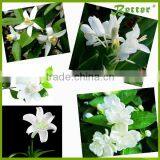 EC30 Jasmine Essential Oil Distillation Equipment on Sale thumbnail-5