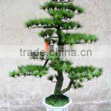 Artificial Pine Tree ( Plant Bonsai Flower / Tree of DESTE ) thumbnail-1