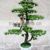 artificial pine tree ( plant bonsai flower / tree of DESTE )