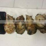 Live Pacific Oyster thumbnail-2