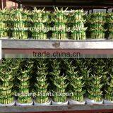 Lucky Bamboo ( Dracaena Sanderiana) 3 Layers thumbnail-1