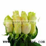 Newest Fresh Cut Roses Happy Valentine Rose Vendela Rose With 0.8_1.2kg/bundle From China Kenya thumbnail-1