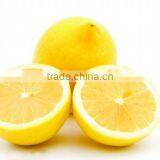 Fresh Citrus Fruits /Yellow Eureka Fresh Lemon thumbnail-2