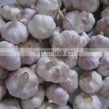 New Crop 2020 Delicious Fresh Garlic White Peeled Super Garlic thumbnail-4