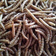 Continuous Yellow Mealworm Drying Equipment thumbnail-4
