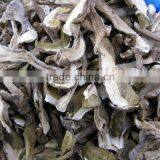 Factory Supply Organic Dried White Boletus Mushroom thumbnail-6
