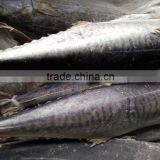 Frozen Spanish Mackerel King Fish for Sale thumbnail-3