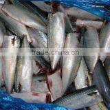 Export HGT Frozen Pacific Mackerel