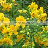 Cassia Bicapsulafis, Flower Seed,herb Seed,vegetalbe Seed,fruit Seed,grass Seed thumbnail-6